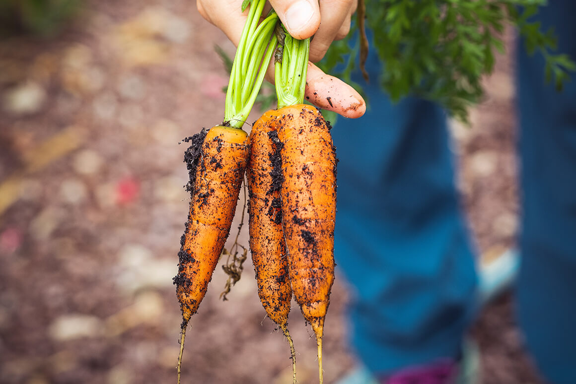 Eine Hand hält einen Bund mit Erde bedeckter Karotten ins Bild